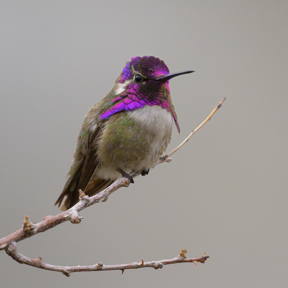 Costa's Hummingbird - Sean Crockett