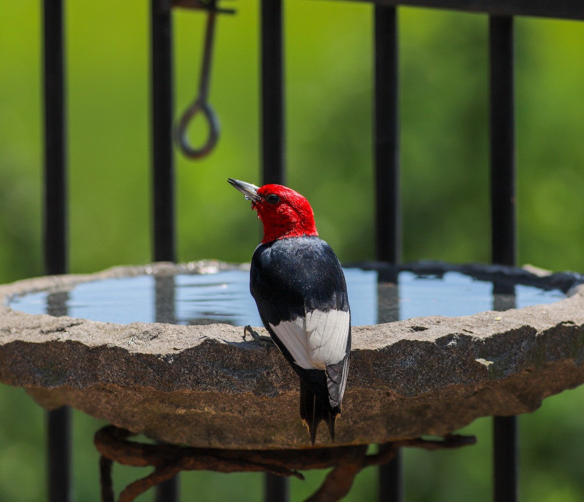 Red-headed Woodpecker - Rachel Ribeiro