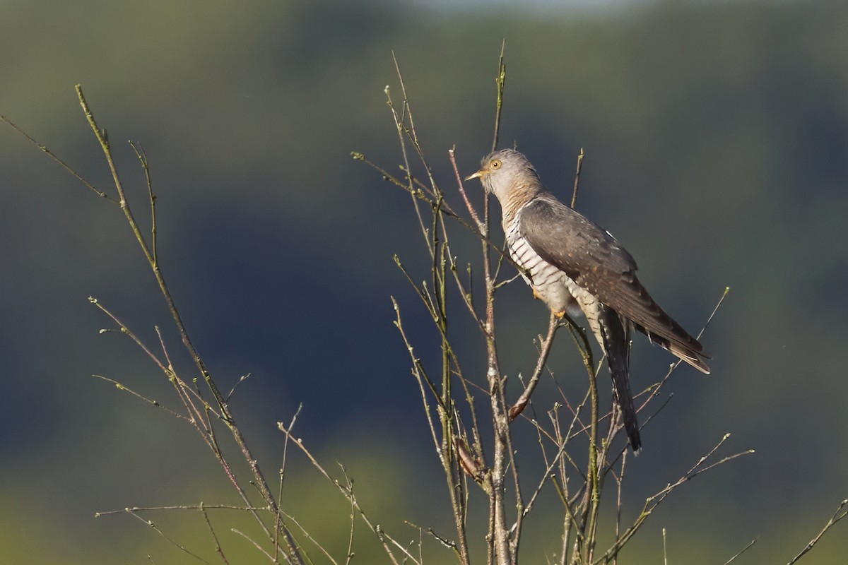 Common Cuckoo - Niall Bell