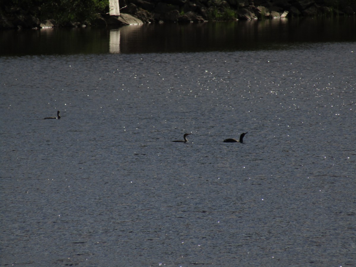 Double-crested Cormorant - Ian Murdoch