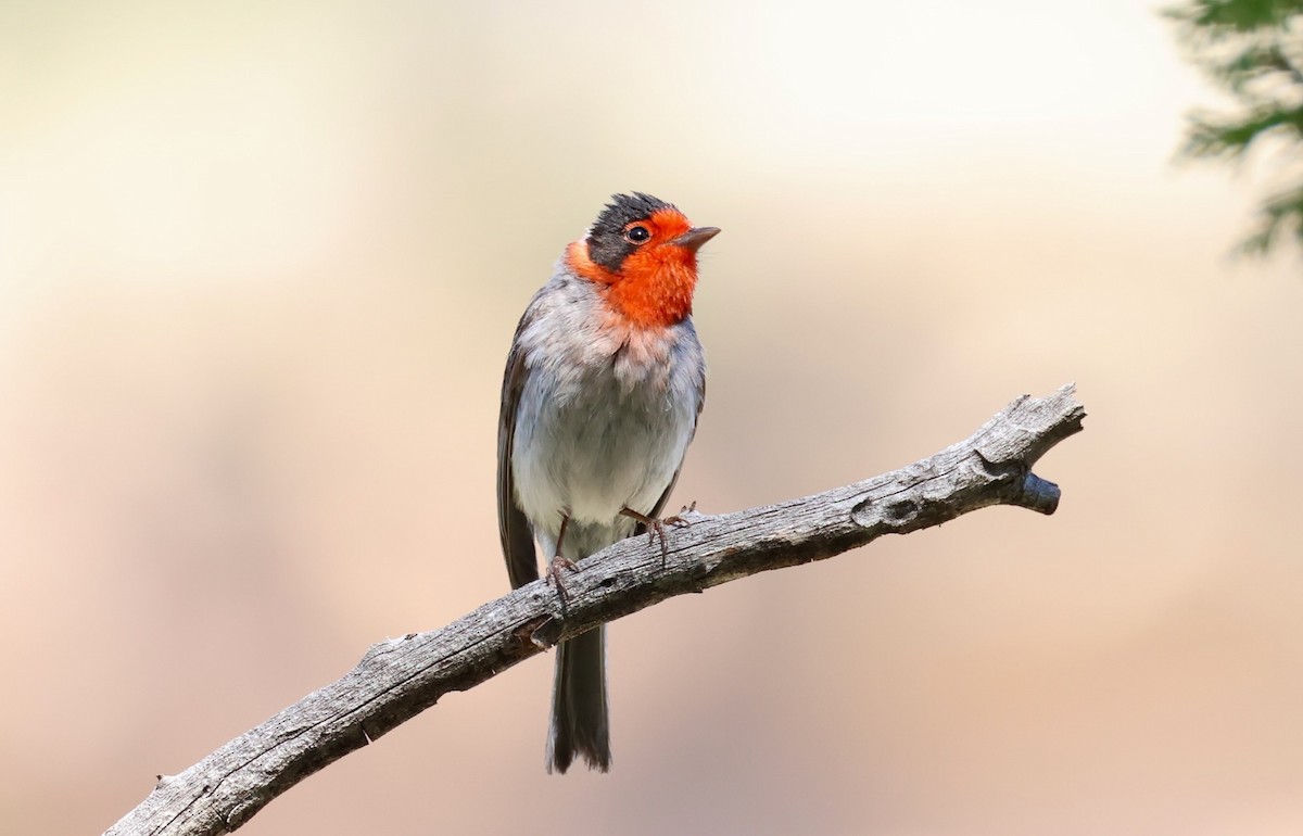 Red-faced Warbler - Jeffrey Thomas