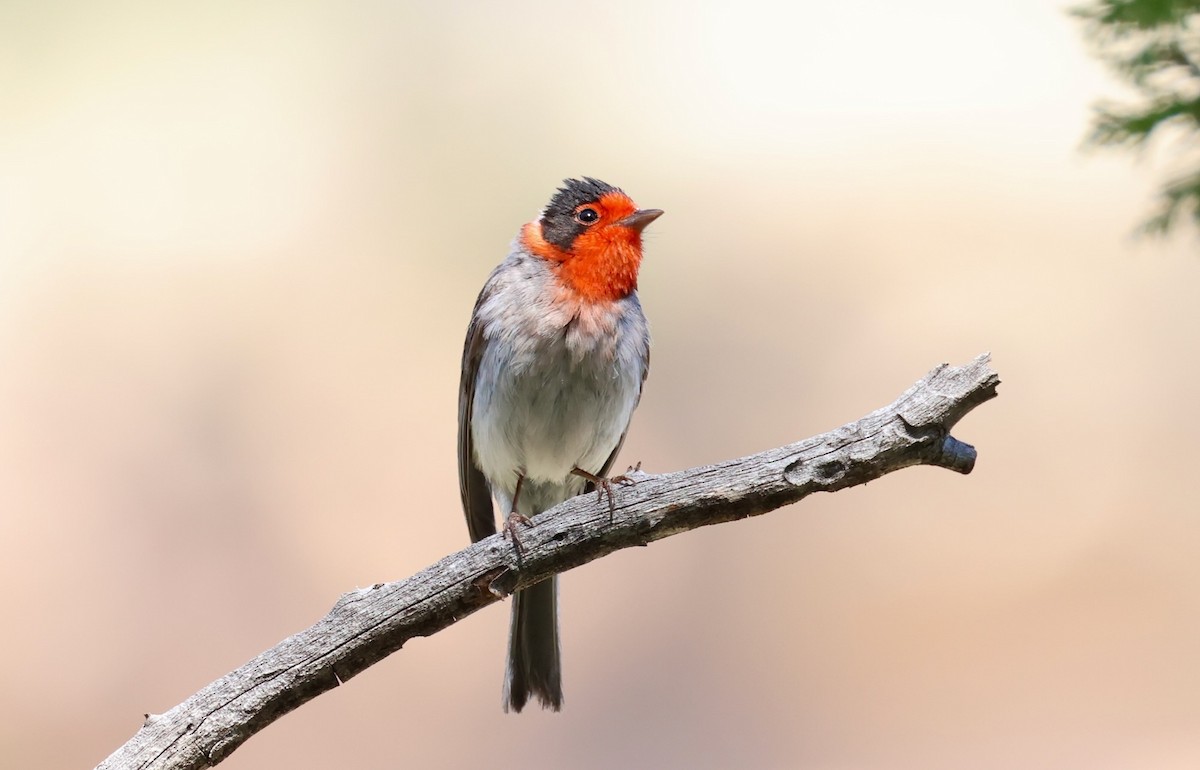 Paruline à face rouge - ML619641719