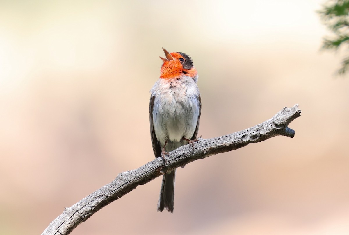 Red-faced Warbler - Jeffrey Thomas