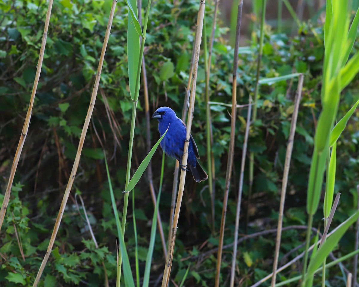 Blue Grosbeak - Rachel Ribeiro