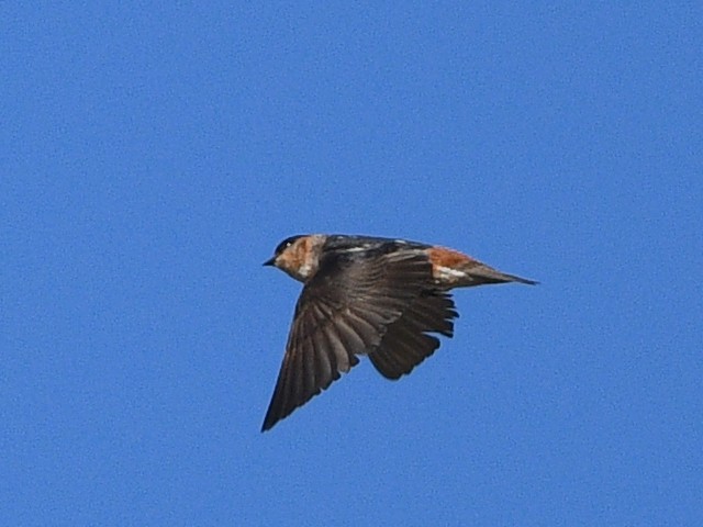 Golondrina Pueblera - ML619641729