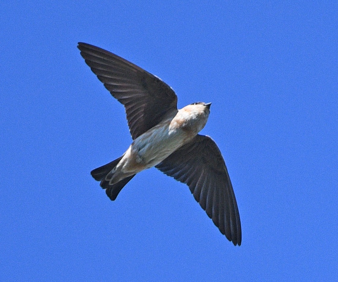 Cave Swallow - Elizabeth Hawkins