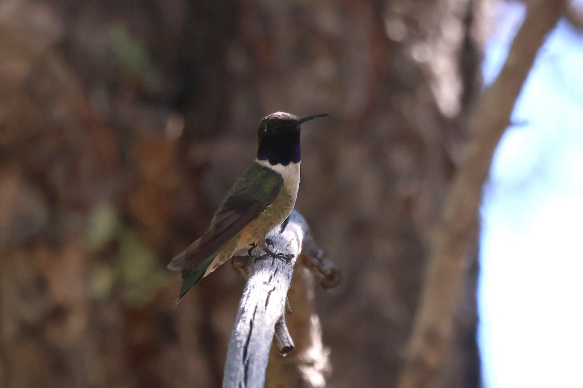 Black-chinned Hummingbird - Tricia Vesely