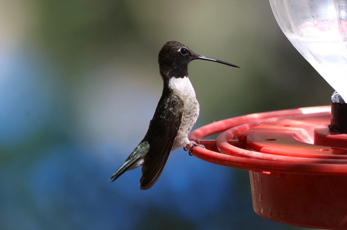 Black-chinned Hummingbird - Tricia Vesely