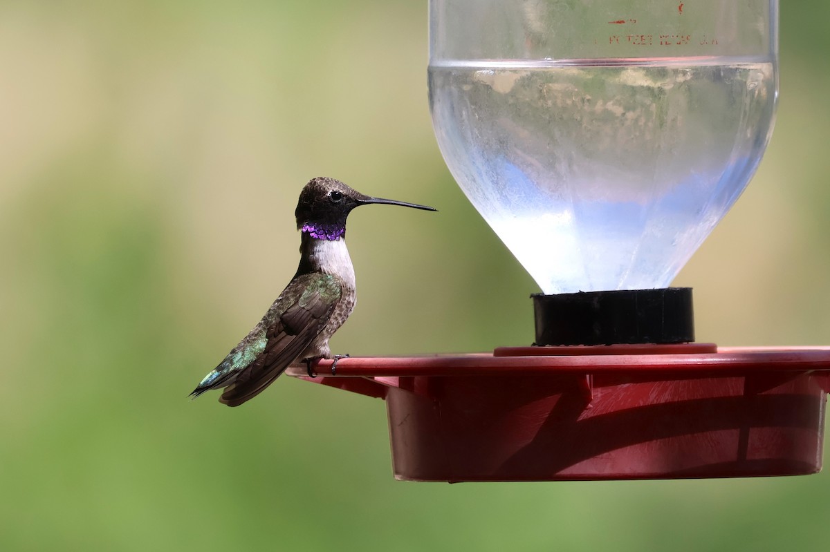 Black-chinned Hummingbird - Tricia Vesely