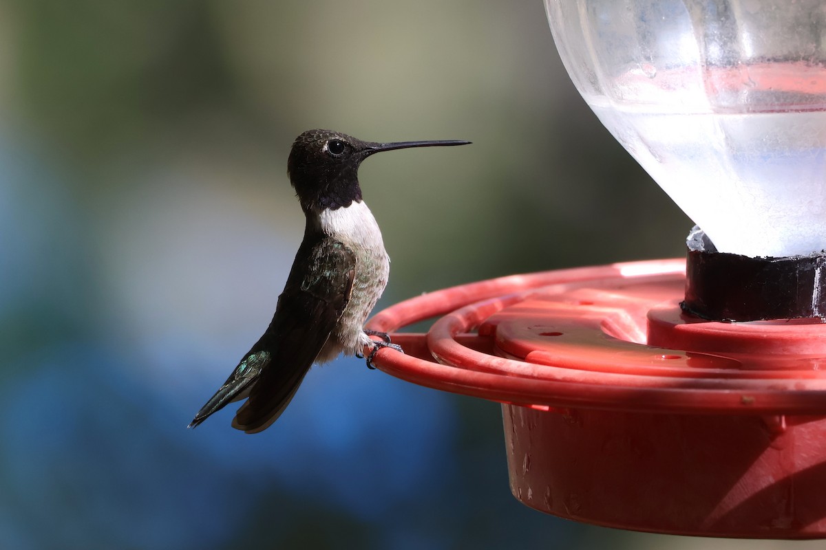 Black-chinned Hummingbird - Tricia Vesely