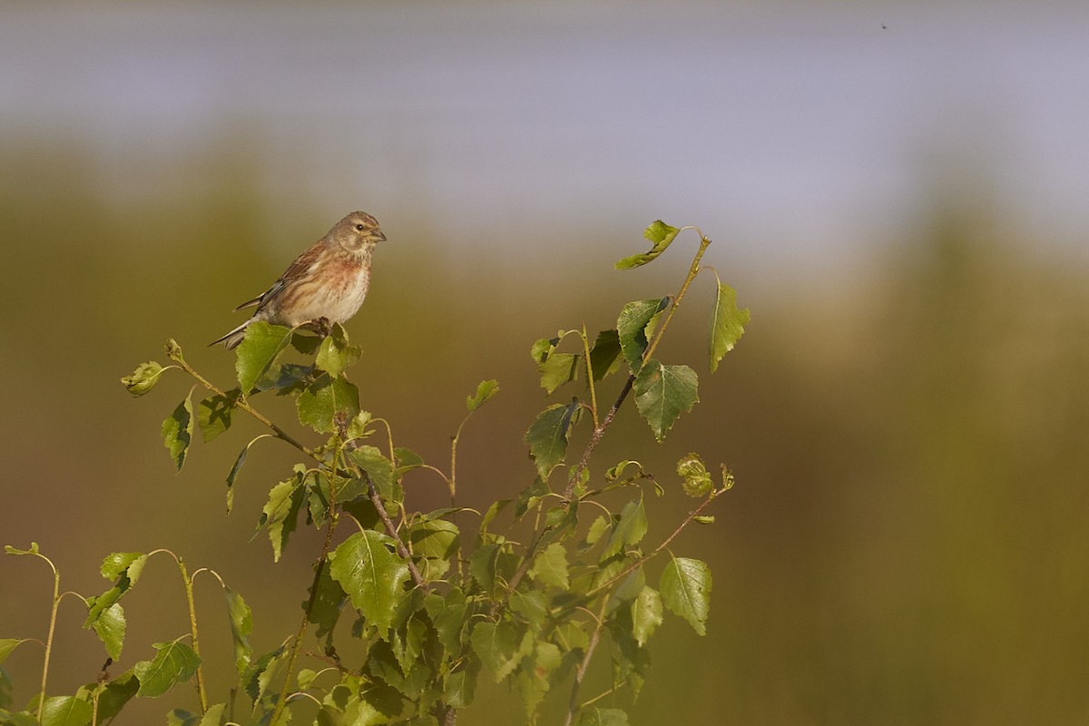 Eurasian Linnet - ML619641752