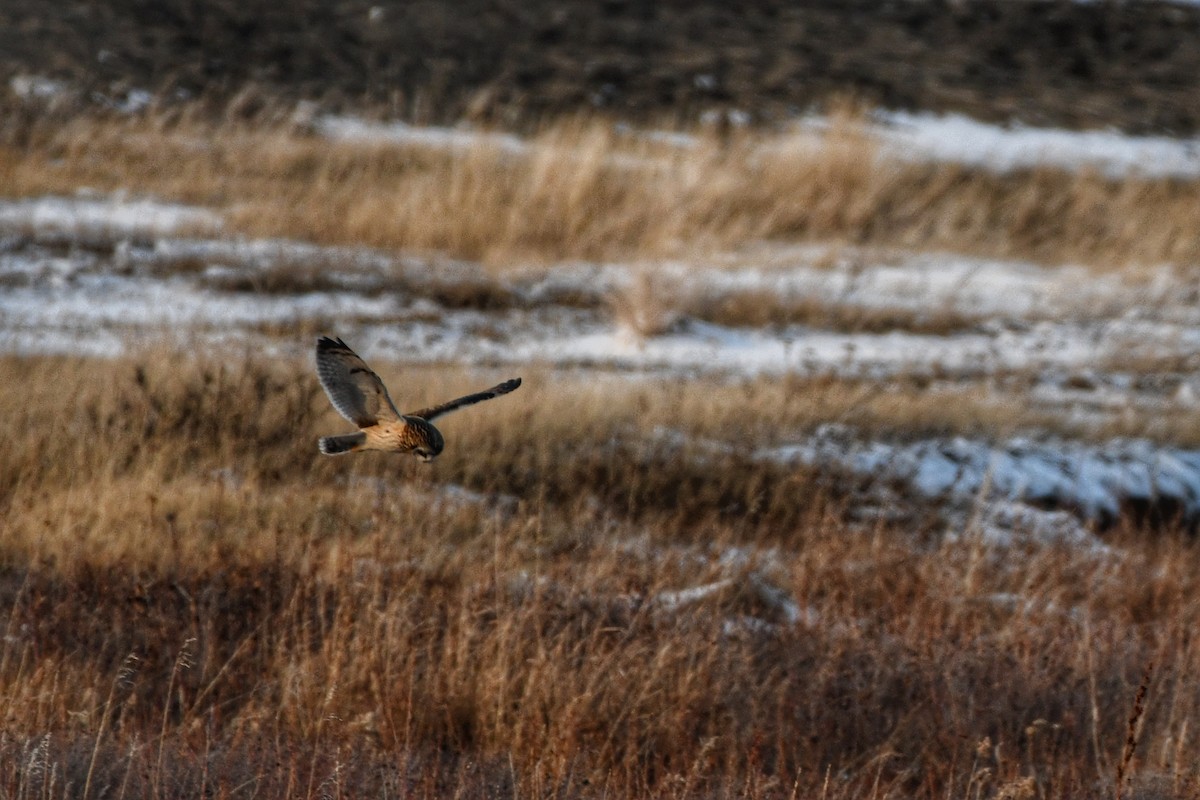 Short-eared Owl - Sarah Dix