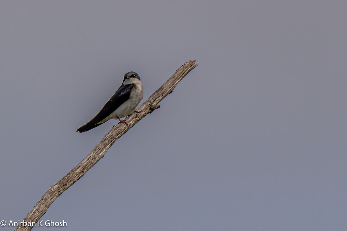 Tree Swallow - ML619641756