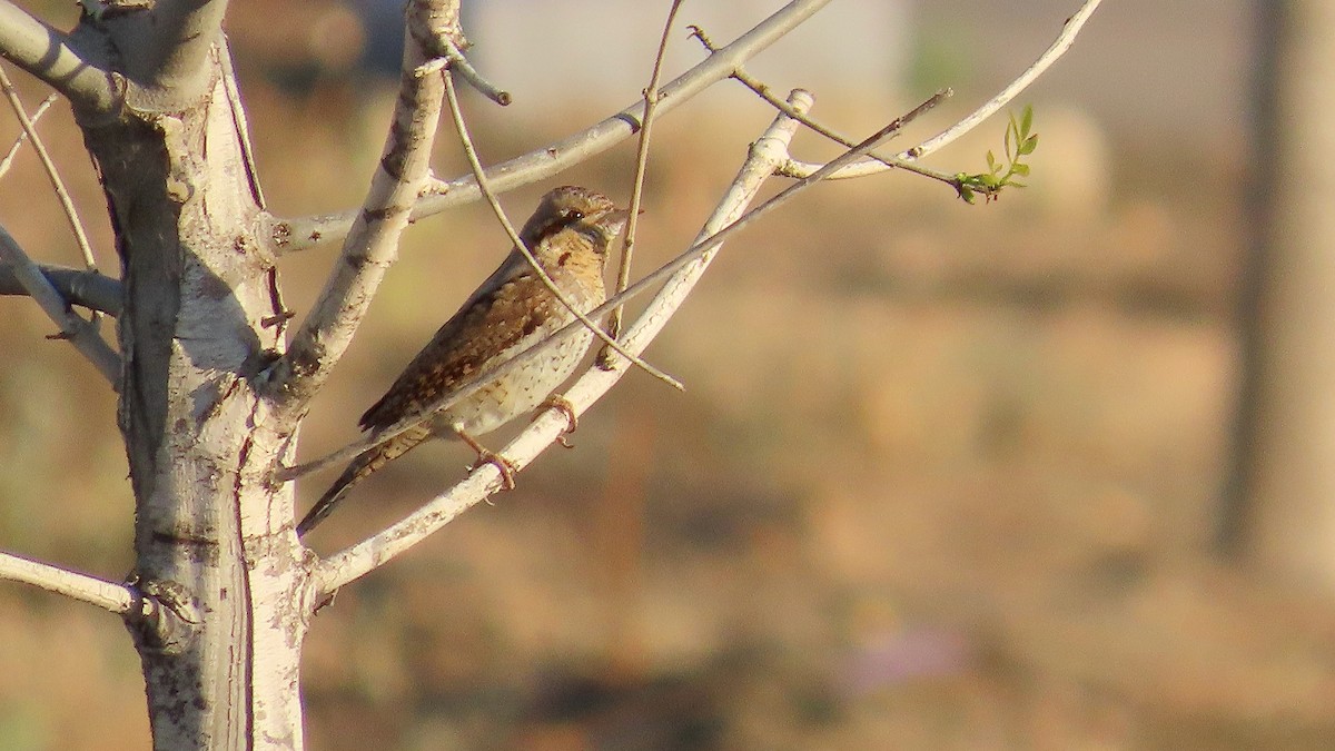 Eurasian Wryneck - Noah Isakov