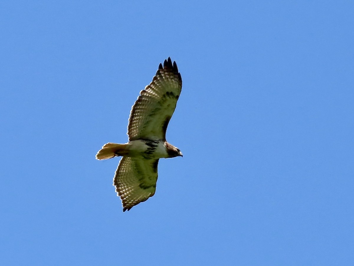 Red-tailed Hawk - ML619641768