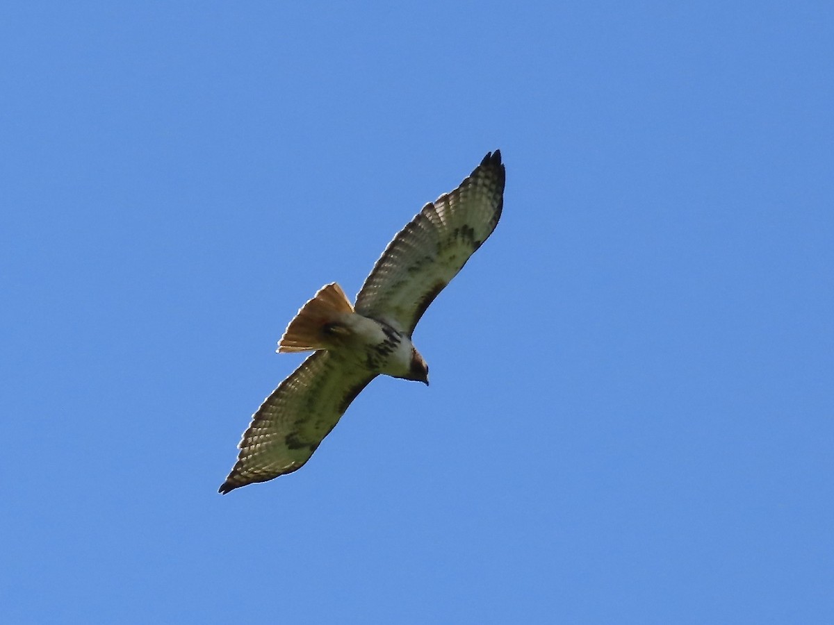Red-tailed Hawk - ML619641769