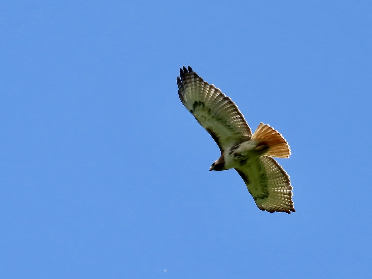 Rotschwanzbussard - ML619641770