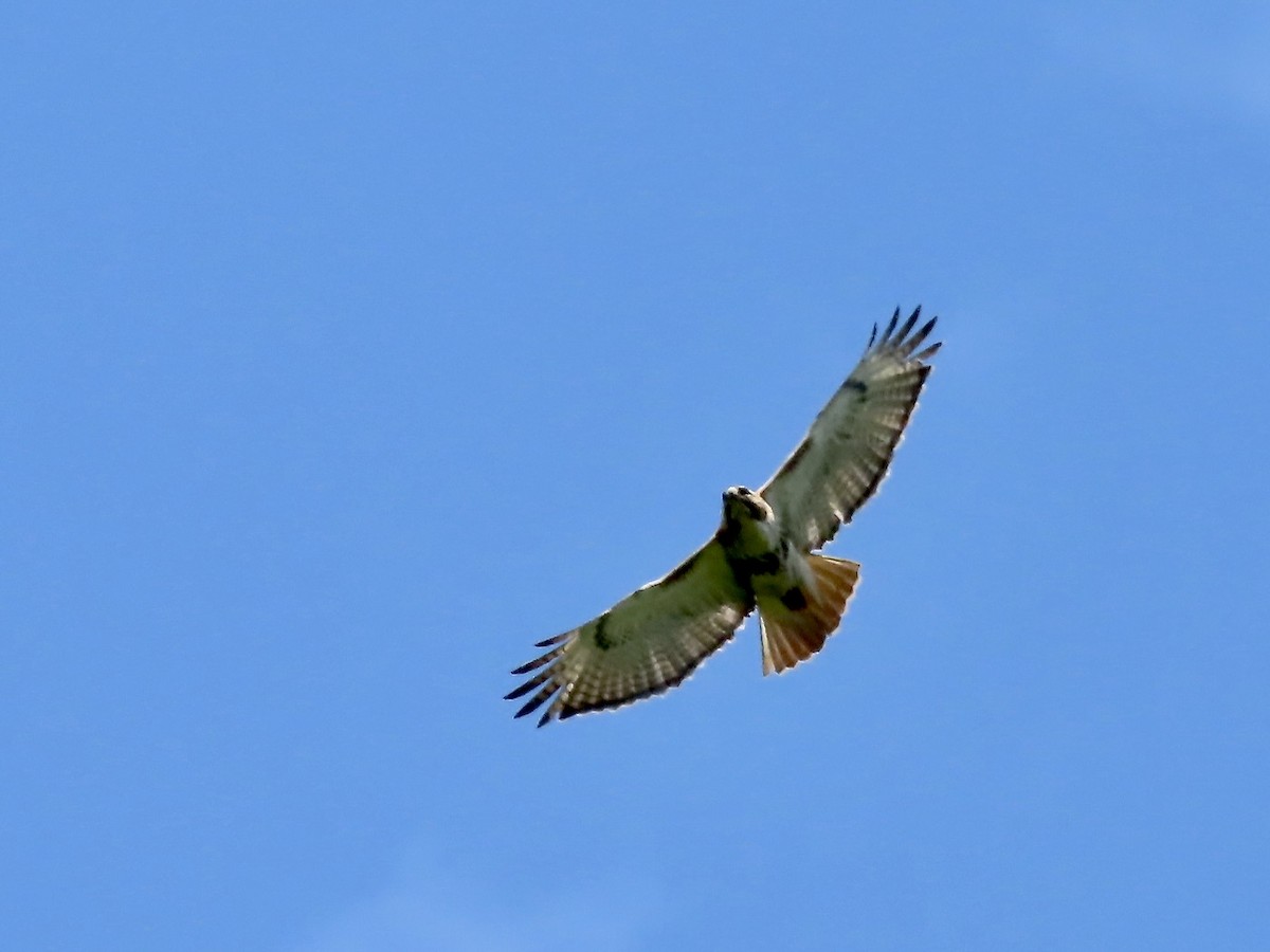 Red-tailed Hawk - ML619641771