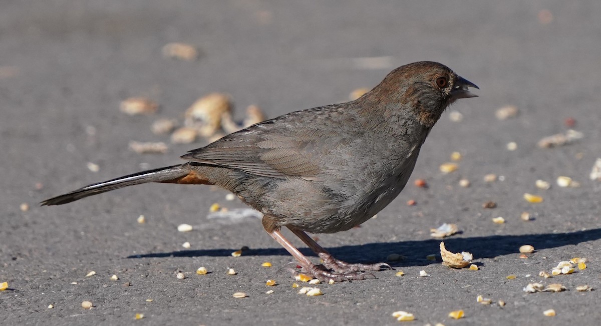 California Towhee - Richard Block