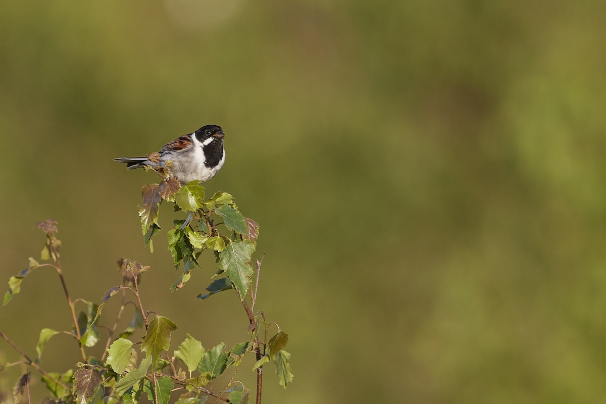 Reed Bunting - ML619641798