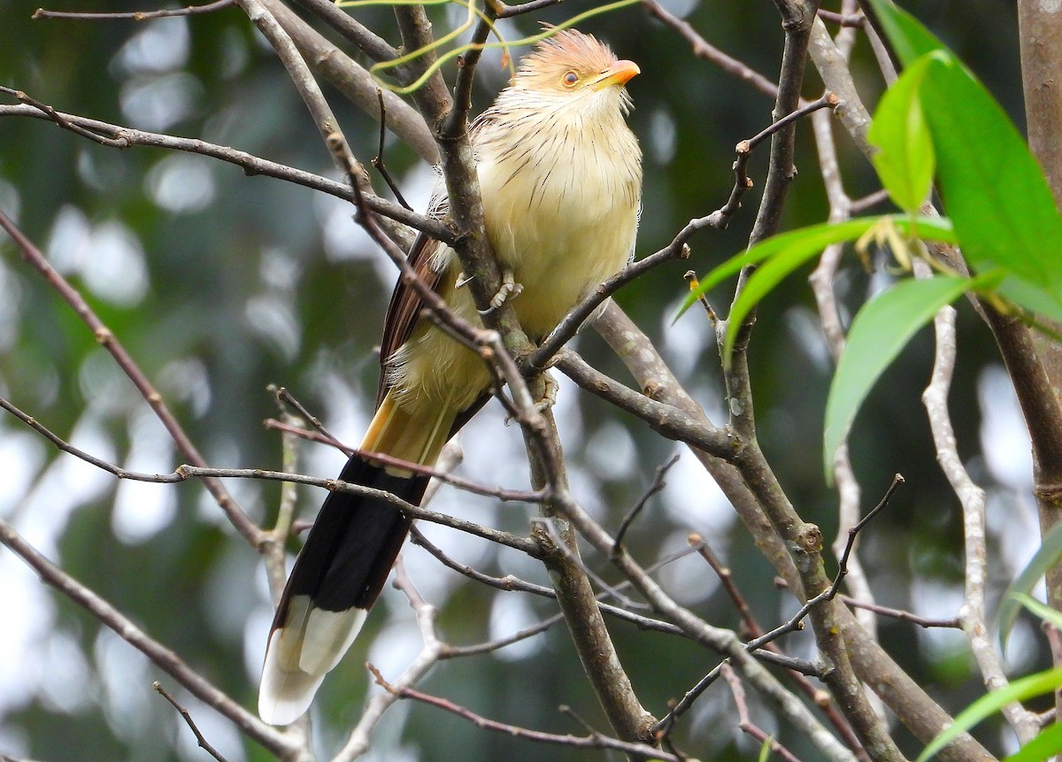 Guira Cuckoo - ML619641799