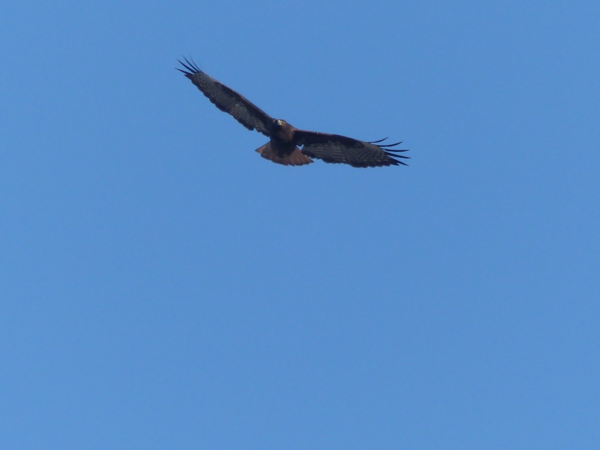 Red-tailed Hawk (Harlan's) - Joachim Gonzalez