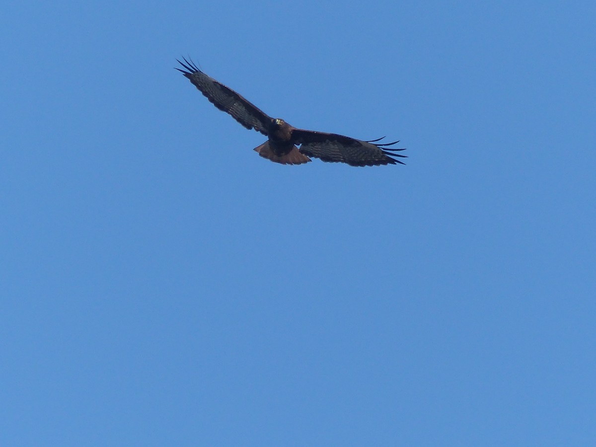 Red-tailed Hawk (Harlan's) - ML619641802