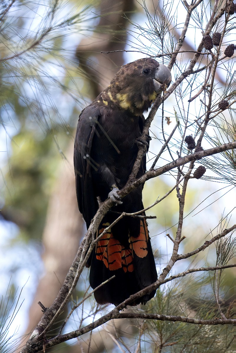 Glossy Black-Cockatoo - Tom Tarrant