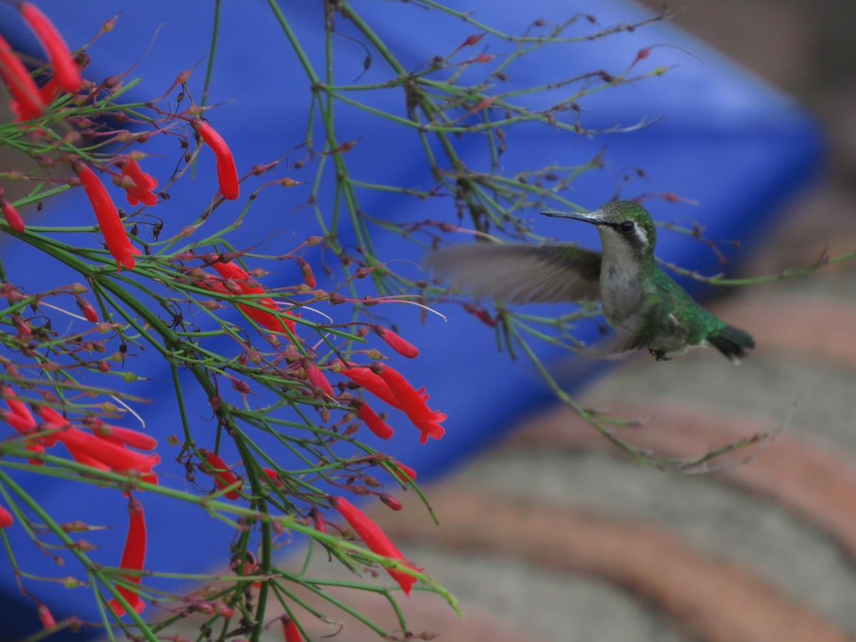 kolibřík modroocasý - ML619641826