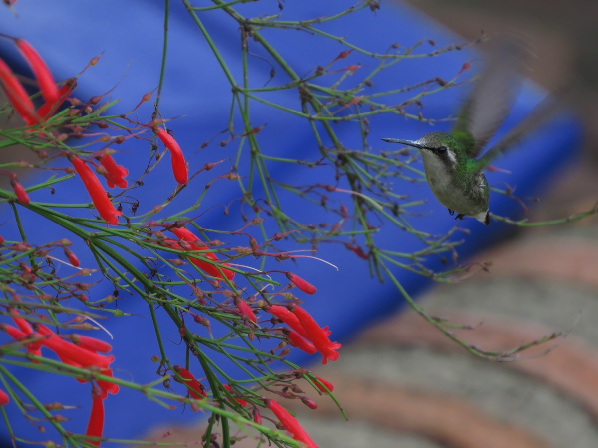 kolibřík modroocasý - ML619641827