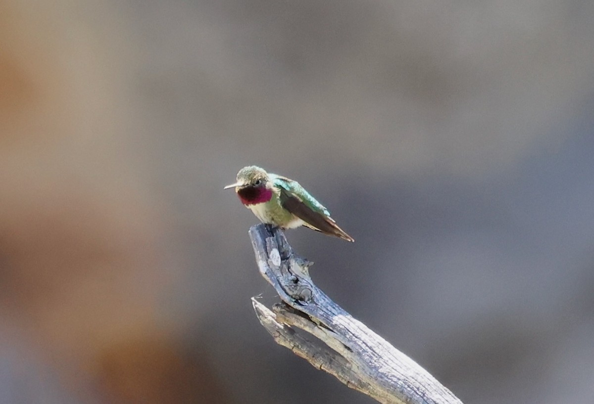 Broad-tailed Hummingbird - Jeffrey Thomas