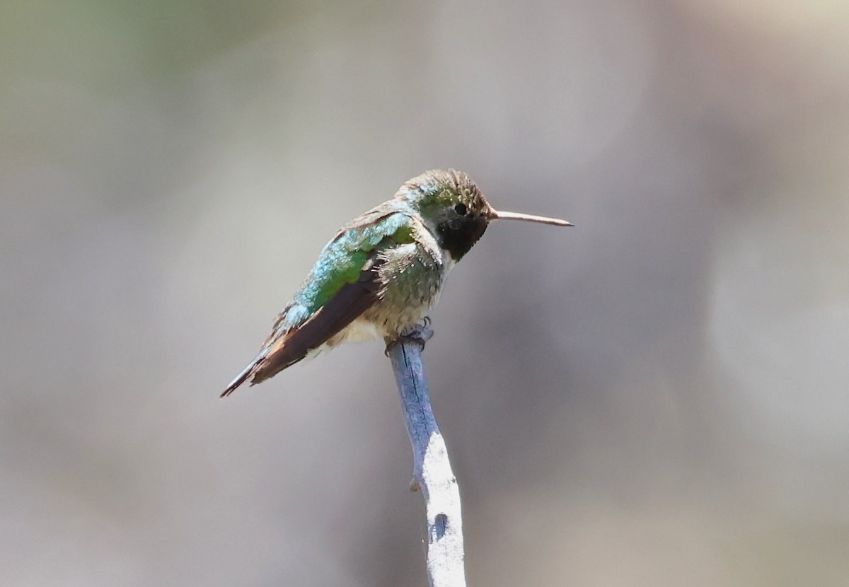 Broad-tailed Hummingbird - Jeffrey Thomas