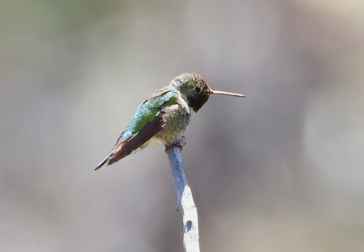 Colibri à queue large - ML619641829