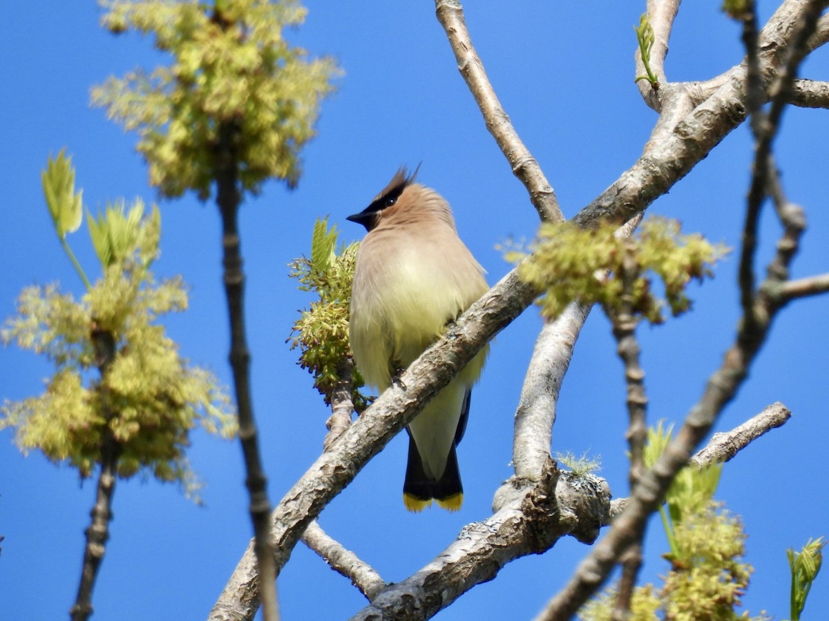 Cedar Waxwing - ML619641830