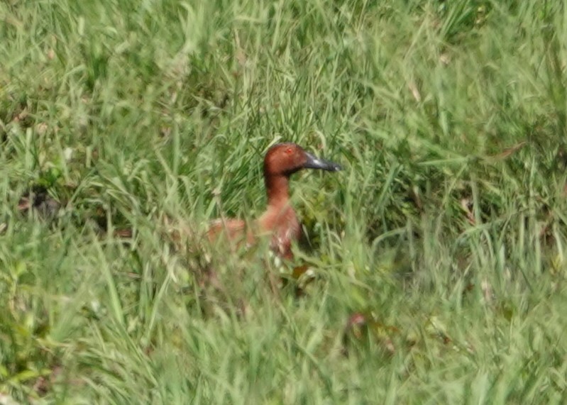 Cinnamon Teal - Justin Cook