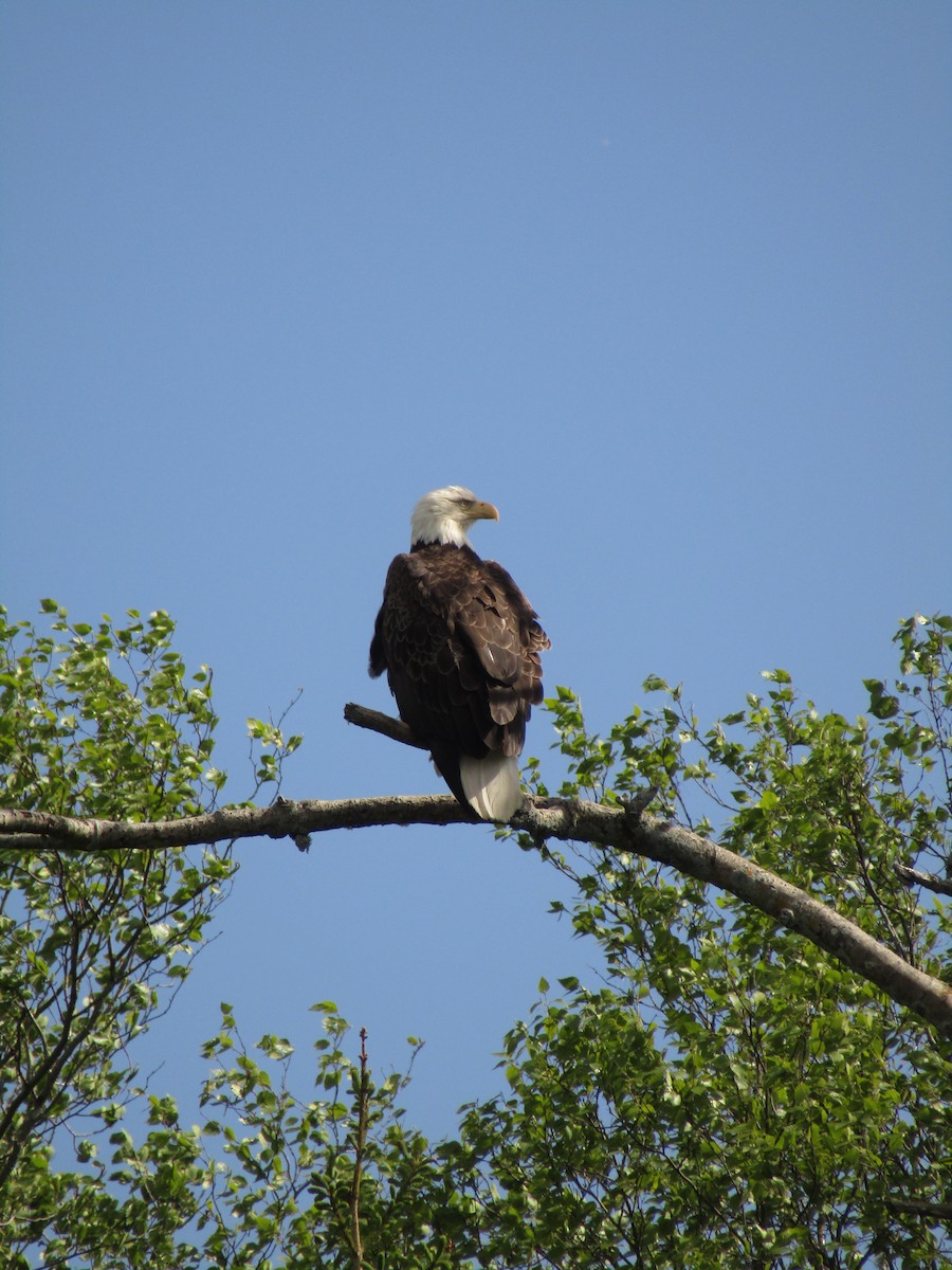 Bald Eagle - ML619641833