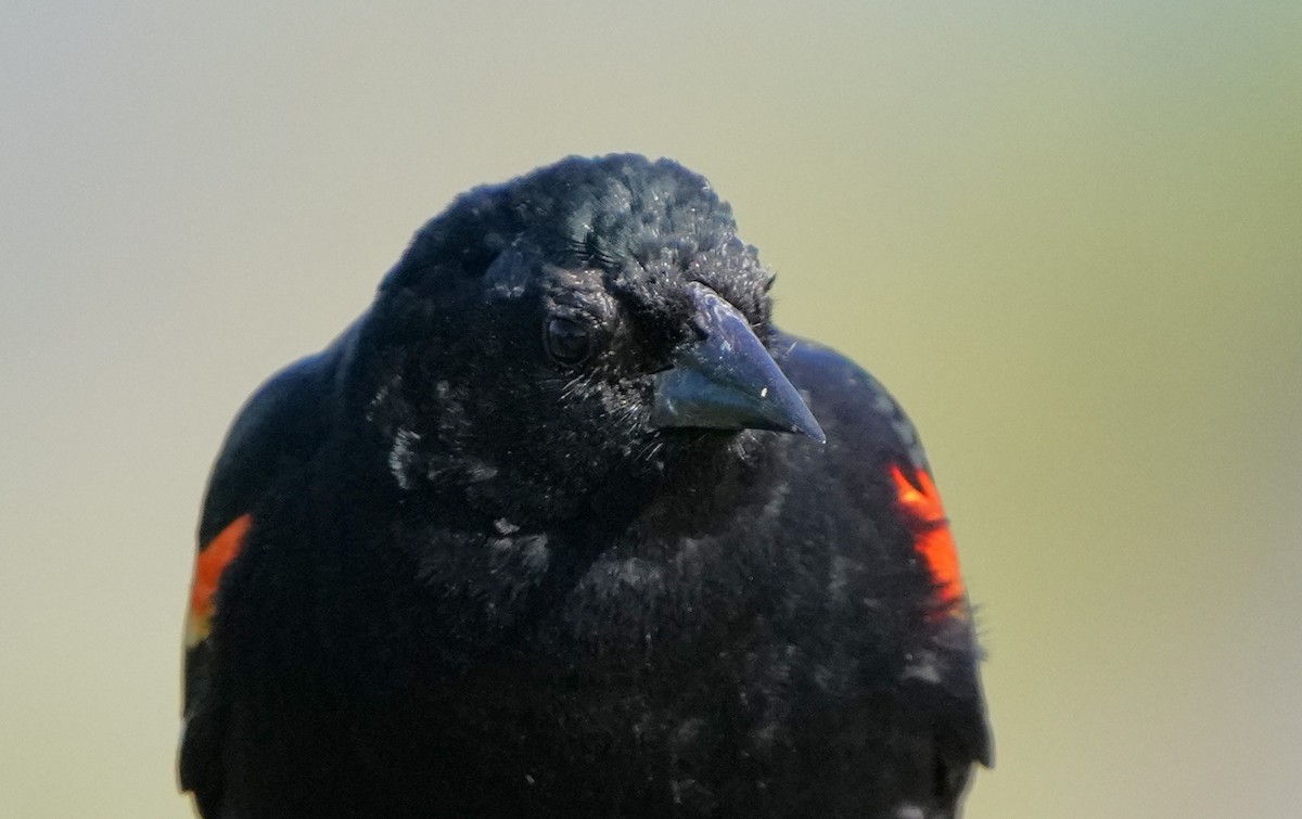 Red-winged Blackbird - Richard Block