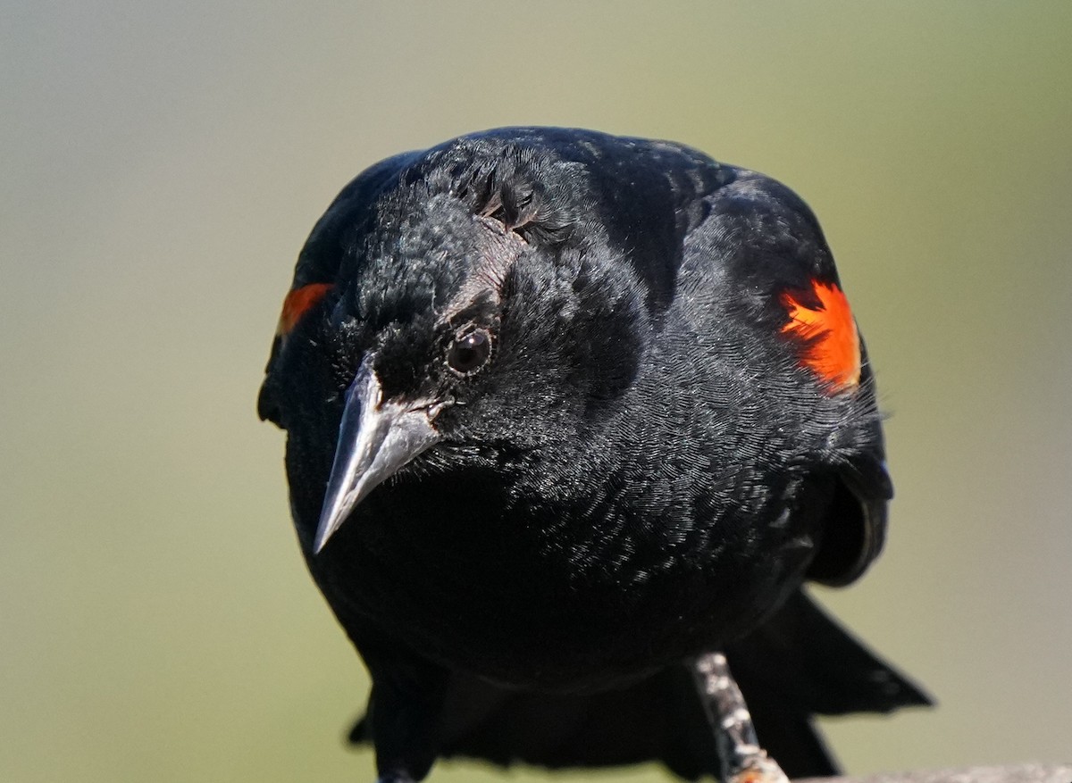 Red-winged Blackbird - Richard Block