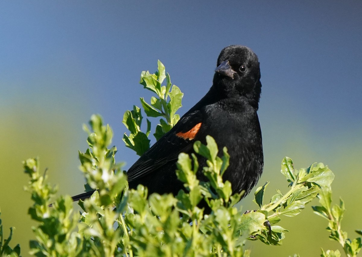 Red-winged Blackbird - Richard Block