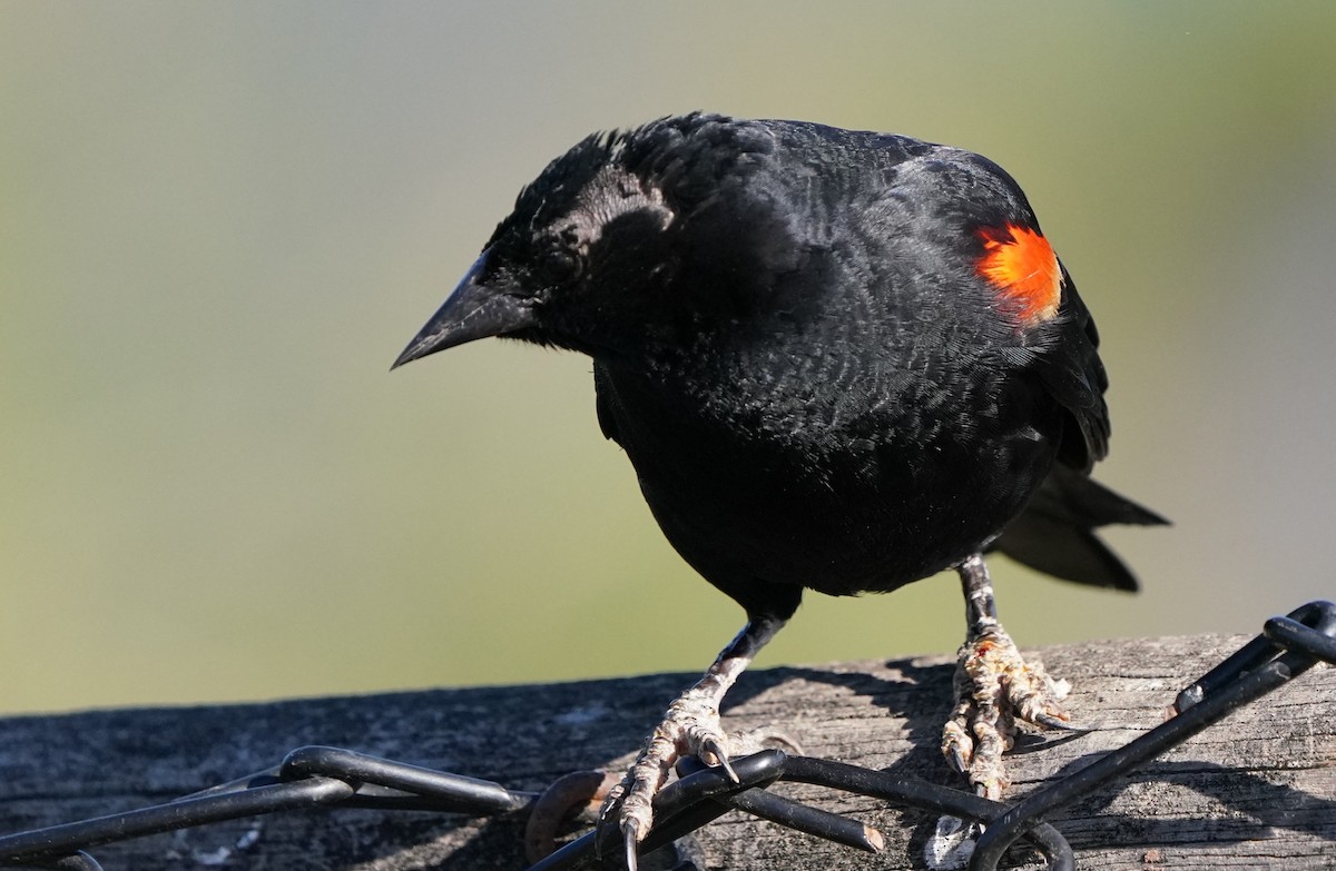 Red-winged Blackbird - Richard Block