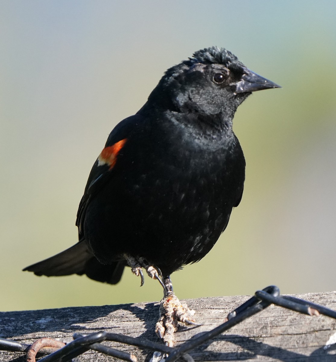 Red-winged Blackbird - Richard Block