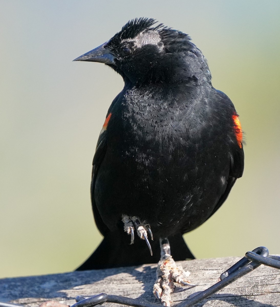 Red-winged Blackbird - Richard Block