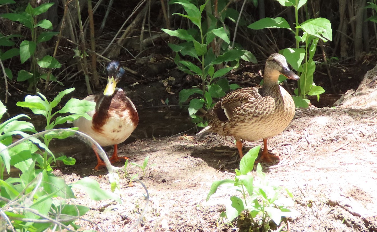 Mallard - Cathy Olson