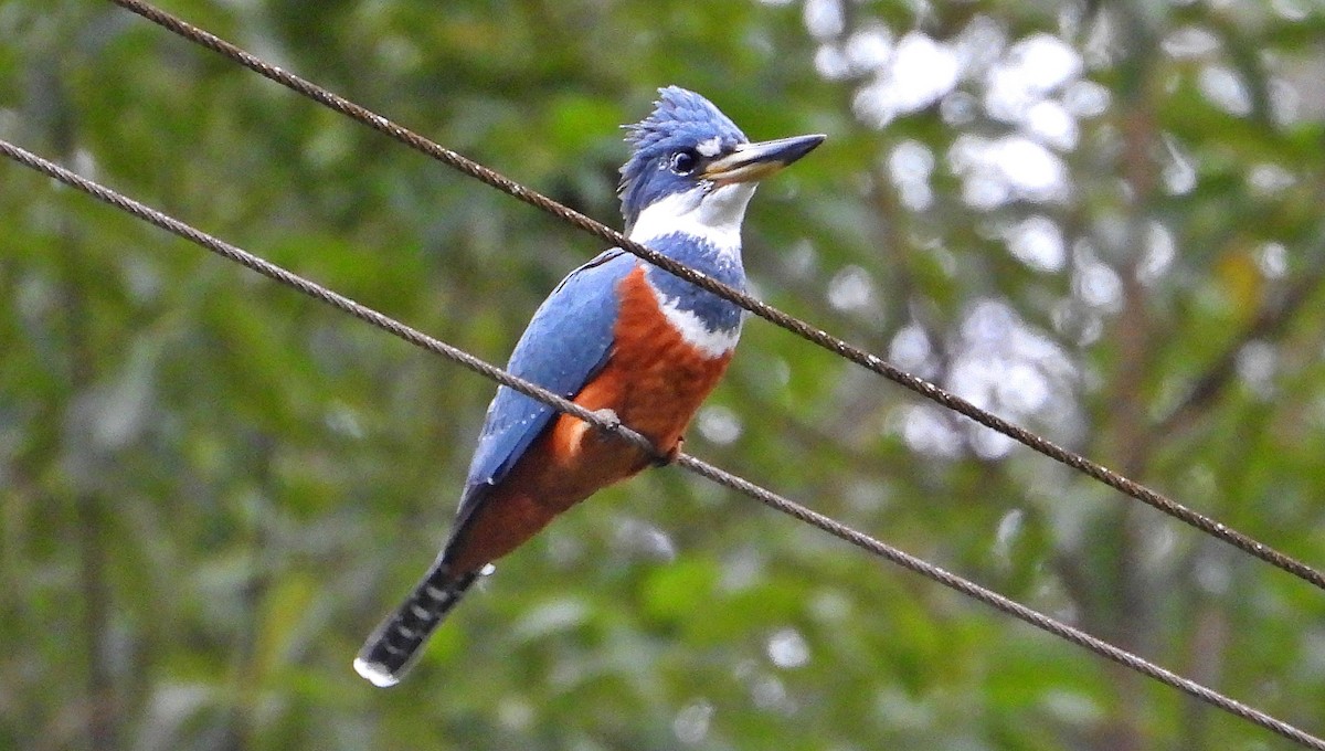 Ringed Kingfisher - Miguel Angelo Biz