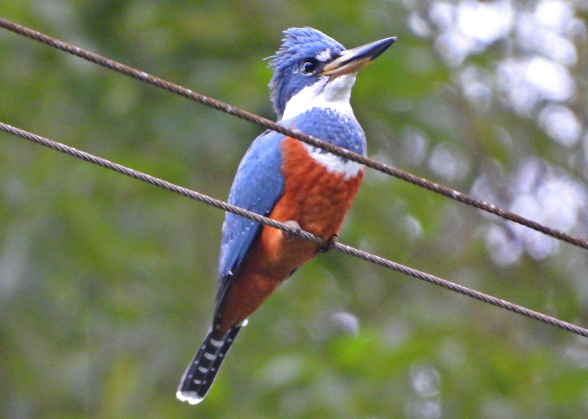 Ringed Kingfisher - Miguel Angelo Biz