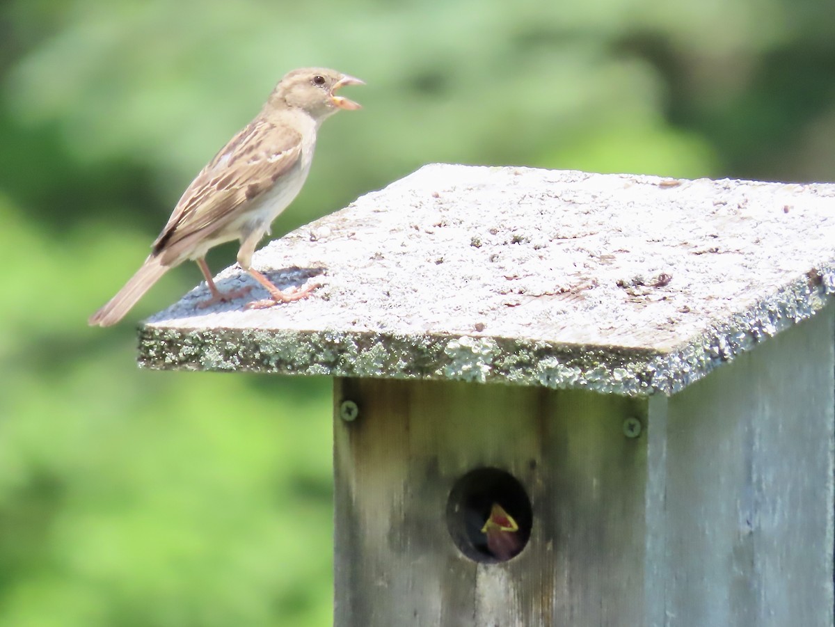 House Sparrow - Marjorie Watson