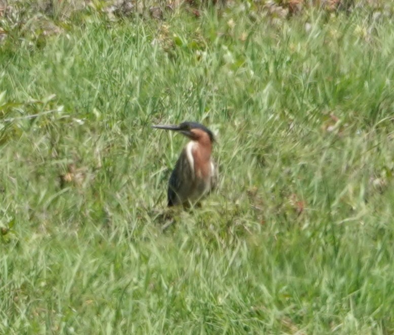 Green Heron - Justin Cook