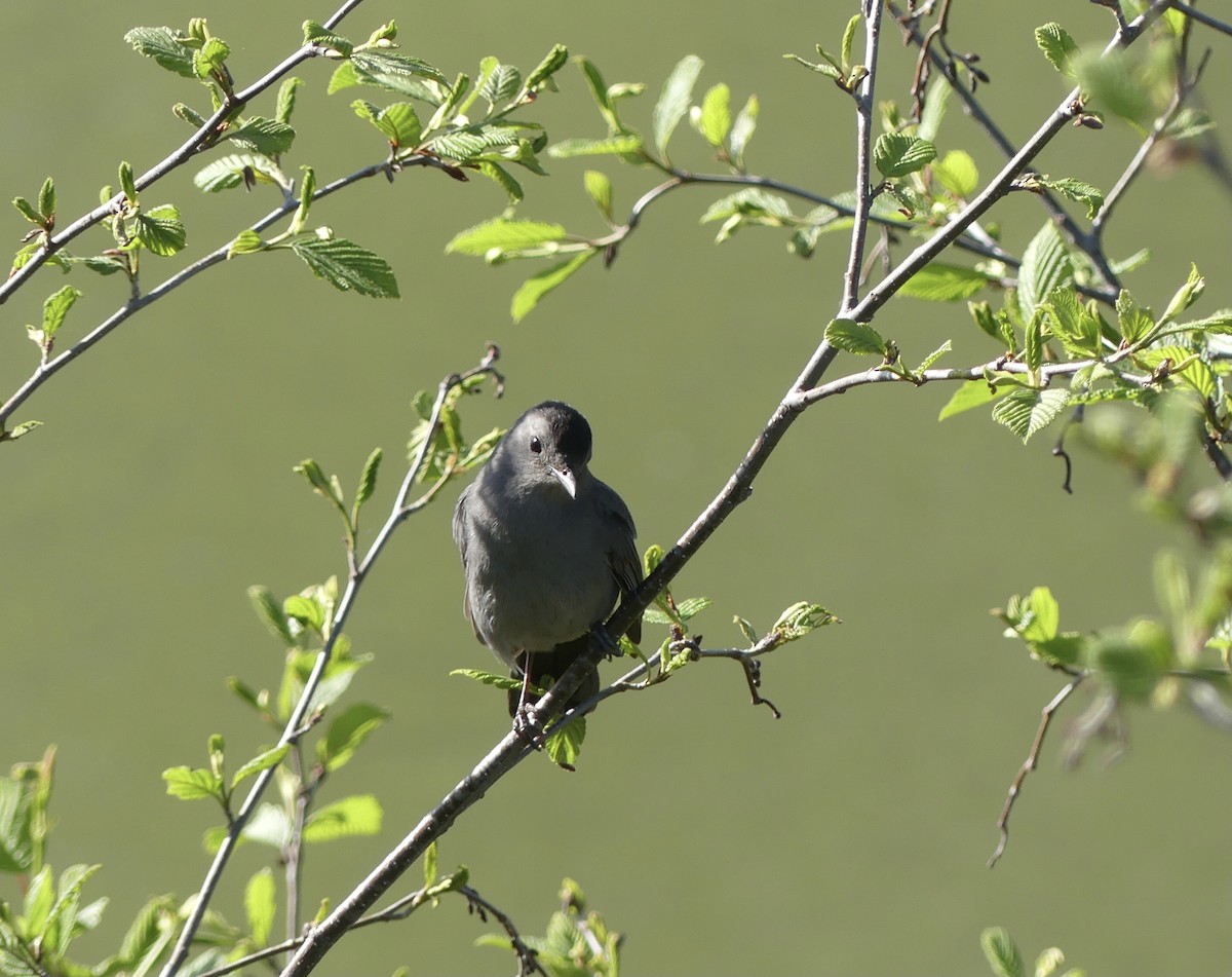 Gray Catbird - ML619641866