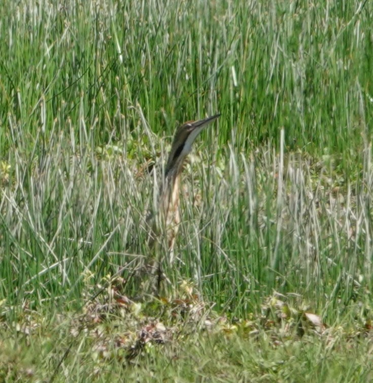 American Bittern - ML619641899