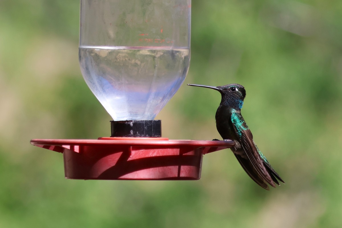 Rivoli's Hummingbird - Tricia Vesely